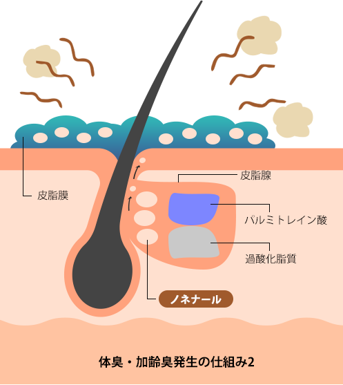 体臭・加齢臭発生の仕組み2